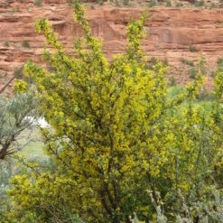 Crandall's Clove Scented Currant (Ribes) -Sosoli Plant Shop ribes odoratum crandall mature
