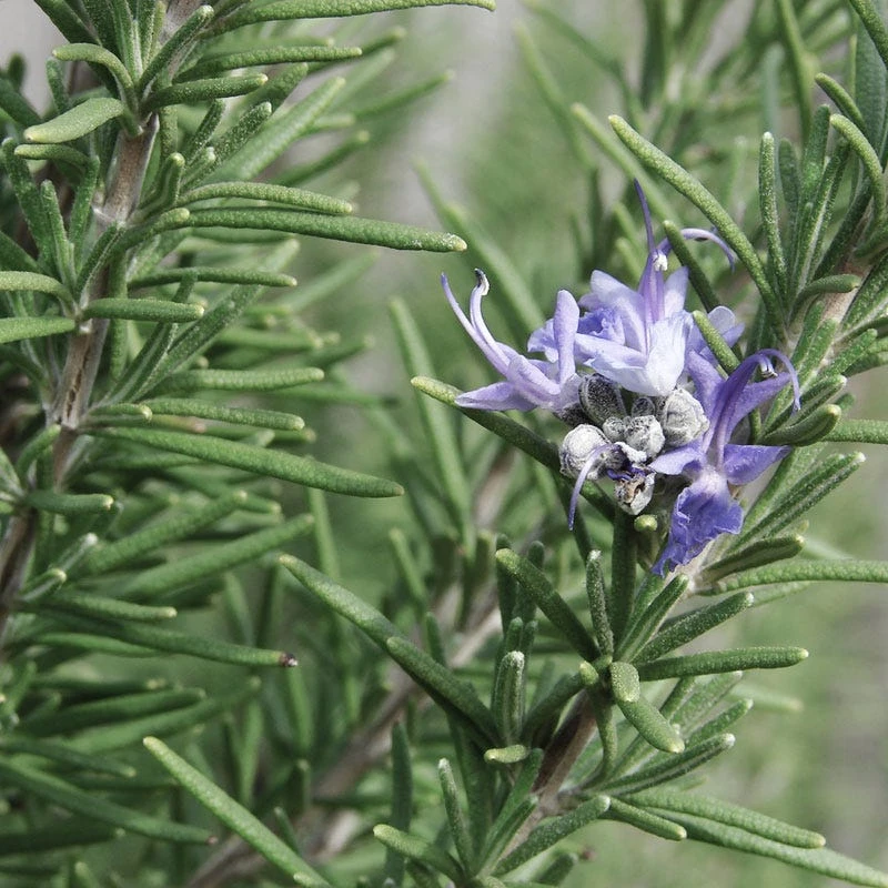 Hill's Hardy Rosemary 3 Hill's Hardy Rosemary
