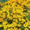 Goldsturm Black Eyed Susan -Sosoli Plant Shop rudbeckia cropped