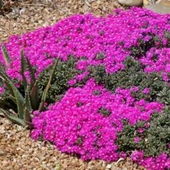 Creeping Shrubby Ice Plant (Ruschia) -Sosoli Plant Shop ruschia pulvinaris 83750