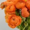 Salmon Ranunculus -Sosoli Plant Shop salmon tecolote ranuncuclus orange 1