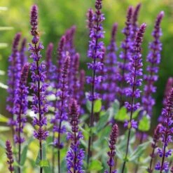 Caradonna Salvia -Sosoli Plant Shop salvia caradonna sage