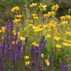 High Country Meadow Native Wildflower Seed Mix -Sosoli Plant Shop salvia coreopsis meadow