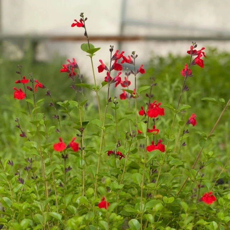 Furman's Red Texas Salvia 5 Furman's Red Texas Salvia - Image 3