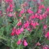 FlowerKisser® Coral-Pink Salvia -Sosoli Plant Shop salvia greggii wwg003 flowerkisser coral pink sage cropped 3