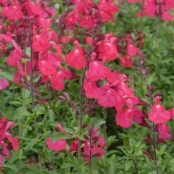 FlowerKisser® Coral-Pink Salvia -Sosoli Plant Shop salvia greggii wwg3flowerkisser coral pink sage