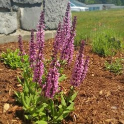 Lyrical™ Rose Salvia -Sosoli Plant Shop salvia lyrical rose office garden