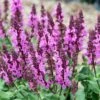 Rose Marvel Salvia -Sosoli Plant Shop salvia nemorosa rose marvel salvia