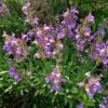 Dwarf Common Sage (Salvia) -Sosoli Plant Shop salvia officinalis minimus 1