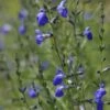 Autumn Sapphire™ Salvia -Sosoli Plant Shop salvia reptans autumn sapphire brooke colburn cropped