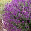 Ultra Violet Salvia 1 Ultra Violet Salvia -Sosoli Plant Shop salvia ultra violet over wall purple 1