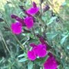 FlowerKisser® Royal Rose Salvia -Sosoli Plant Shop salvia x wwg04 flowerkisser royal rose sage pink blooms