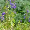 Deep Blue Arizona Salvia -Sosoli Plant Shop salvia arizonica deep blue 2 web