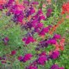 Burgundy Seduction Salvia -Sosoli Plant Shop salvia burgundy seduction cc cropped