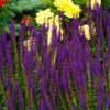 Caradonna Salvia -Sosoli Plant Shop salvia caradonna cropped