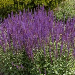 Caradonna Salvia -Sosoli Plant Shop salvia caradonna cropped