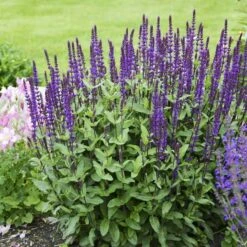 Caradonna Salvia -Sosoli Plant Shop salvia caradonna walters gardens 3 cropped