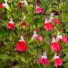 Hot Lips Salvia -Sosoli Plant Shop salvia microphylla hot lips close up of flwrs cc