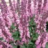 Lyrical™ Rose Salvia 1 Lyrical™ Rose Salvia -Sosoli Plant Shop salvia nemorosa balyricose