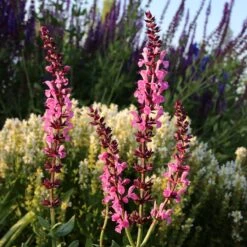 Lyrical™ Rose Salvia -Sosoli Plant Shop salvia sylvestris balyricose 676836163 cropped