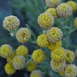 Gray Santolina -Sosoli Plant Shop santolina chamaecyparissus gray santolina summer flowers close up