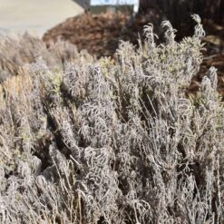 Gray Santolina -Sosoli Plant Shop santolina chamaecyparissus gray santolina winter