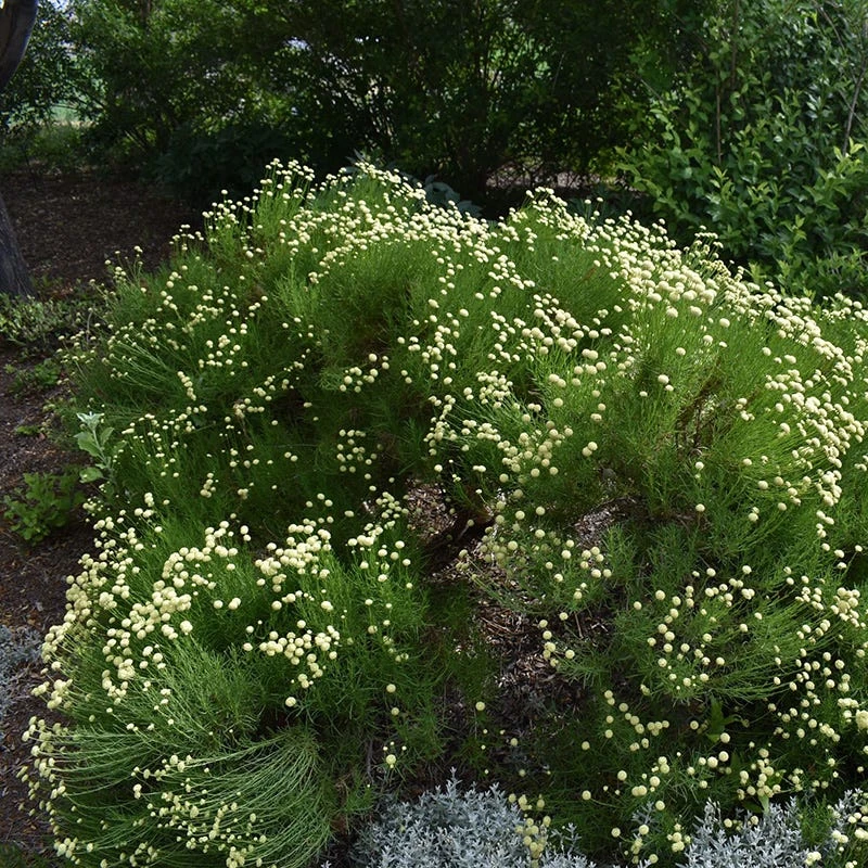 Green Santolina 3 Green Santolina