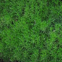 Green Santolina 8 Green Santolina -Sosoli Plant Shop santolina rosmarinifolia green santolina spring foliage