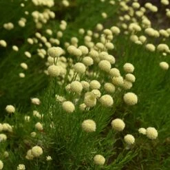 Green Santolina 9 Green Santolina -Sosoli Plant Shop santolina rosmarinifolia green santolina summer cream flowers