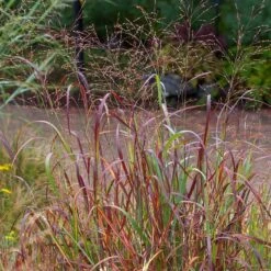 Shenandoah Switch Grass -Sosoli Plant Shop saxon holt panicum shenandoah