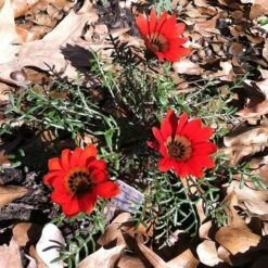 Scarlet Tanager Gazania -Sosoli Plant Shop scarlet tanager african daisy ground trio