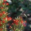 Royal Catchfly (Silene) -Sosoli Plant Shop scott myrick hummingbird silene regia royal catch fly wa