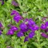 Dark Violet Skullcap (Scutellaria) -Sosoli Plant Shop scutellaria dark violet close up flower