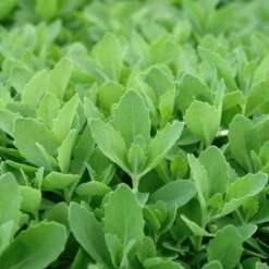 Autumn Fire Sedum -Sosoli Plant Shop sed autumnfire fol northcreek nu