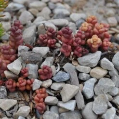 Old Man's Bones Sedum -Sosoli Plant Shop sedum globosum old mans bones growing 1
