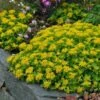 Orange Stonecrop 2 Orange Stonecrop -Sosoli Plant Shop sedum kamtschaticum 1