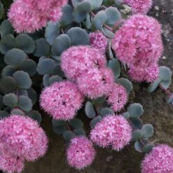 October Daphne Sedum -Sosoli Plant Shop sedum seboldii october daphne 11