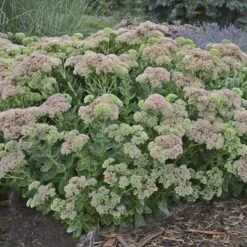 Autumn Fire Sedum -Sosoli Plant Shop sedum autumn fire whole plant e