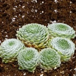 Cobweb Hens And Chicks -Sosoli Plant Shop sempervivum arachnoideum