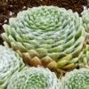 Cobweb Hens And Chicks -Sosoli Plant Shop sempervivum arachnoideum 3