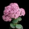 October Daphne Sedum -Sosoli Plant Shop shutterstock 41013100 october daphne sedum cropped