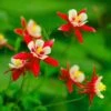 Red Hobbit Columbine -Sosoli Plant Shop shutterstock 42234346 aquilegia caerulea red hobbit 1
