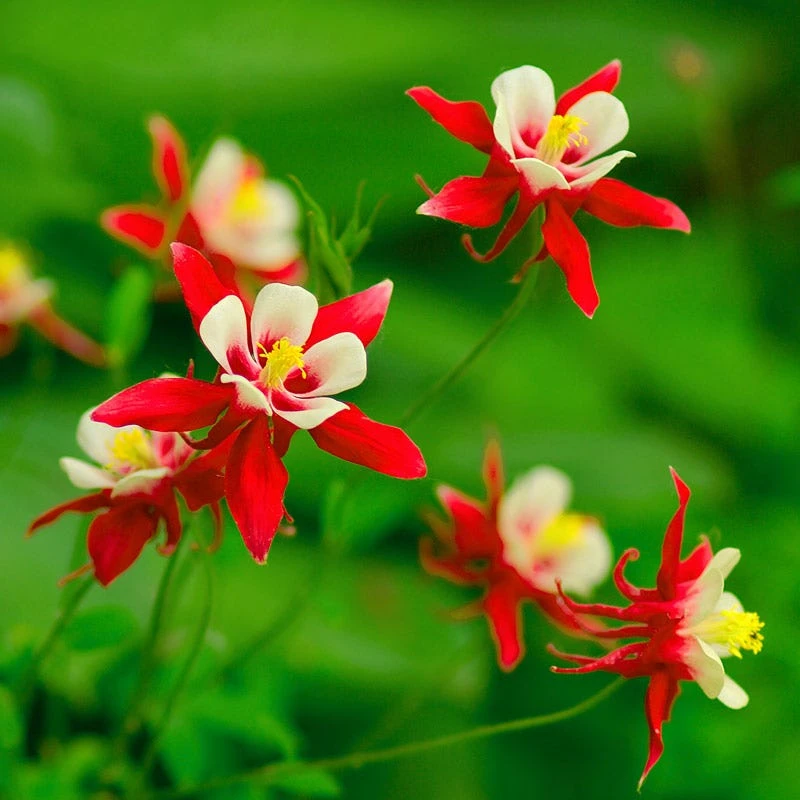 Red Hobbit Columbine 3 Red Hobbit Columbine