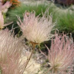 Apache Plume (Fallugia) -Sosoli Plant Shop shutterstock apache plume fallugia paradoxa 1 cropped