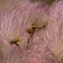 Apache Plume (Fallugia) -Sosoli Plant Shop shutterstock apache plume fallugia paradoxa 2 cropped