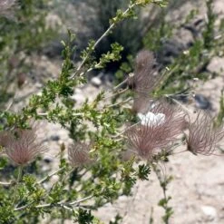 Apache Plume (Fallugia) -Sosoli Plant Shop shutterstock apache plume fallugia paradoxa 3 cropped
