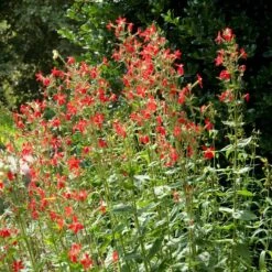 Royal Catchfly (Silene) -Sosoli Plant Shop silene reiga royal catchfly full plant