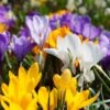 Snow Crocus Mix -Sosoli Plant Shop snow crocus mix 1