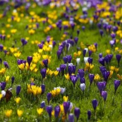 Snow Crocus Mix -Sosoli Plant Shop snow crocus mix lawn
