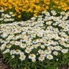 Snowcap Shasta Daisy -Sosoli Plant Shop snowcap shasta daisy 1